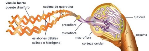 estructura tallo pelo