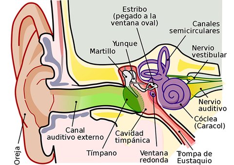 oido interno