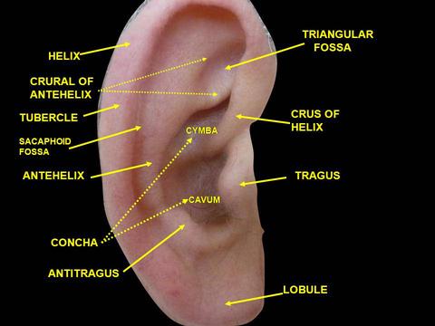 partes del oido externo oreja