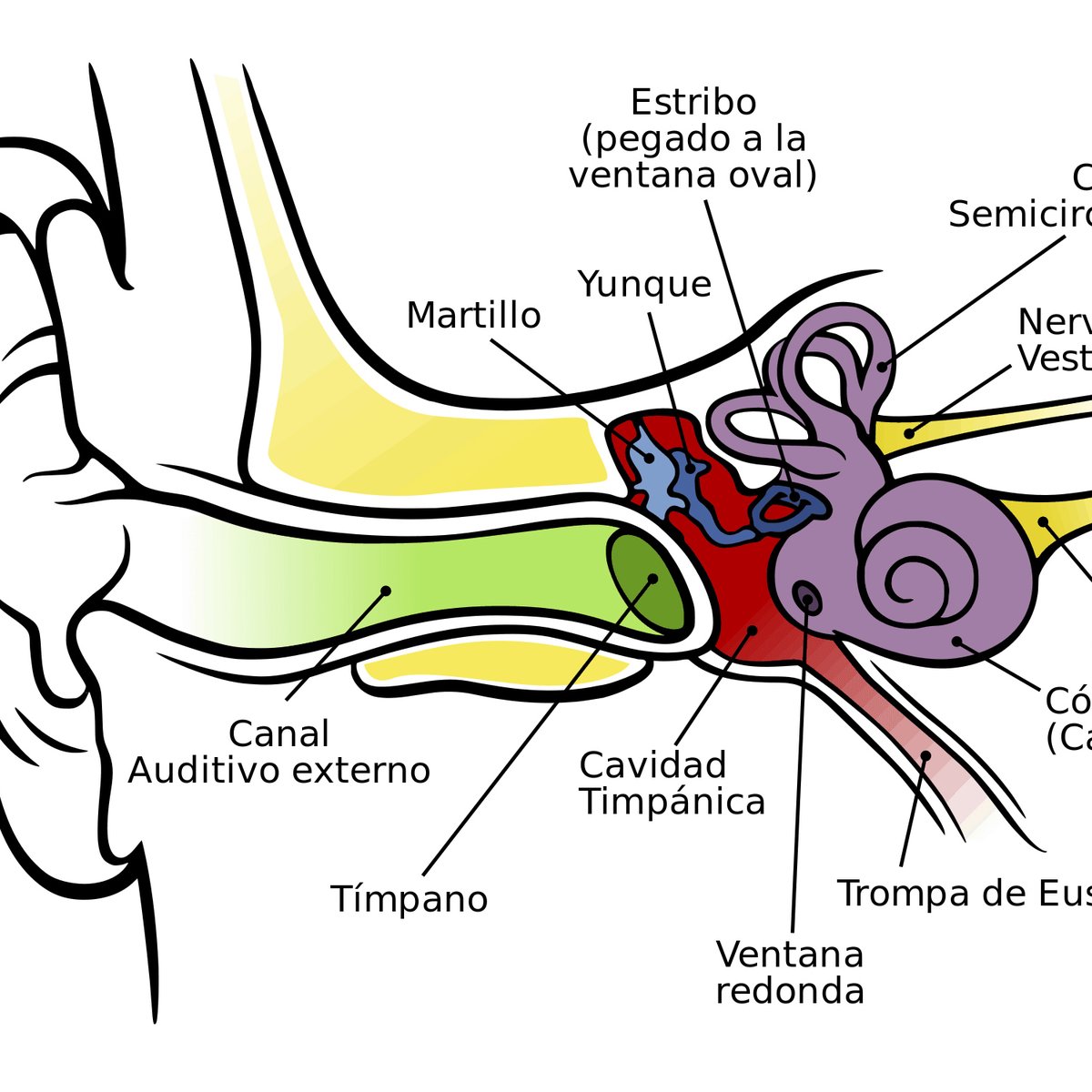 Partes del oído y su funcionalidad