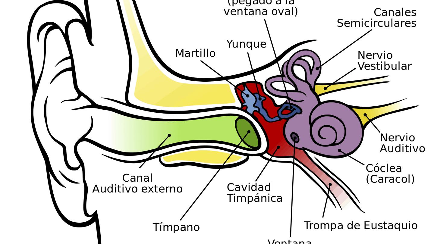partes del oido