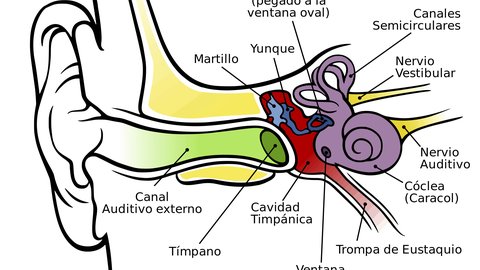 partes del oído y su funcionalidad