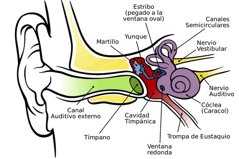 partes del oido