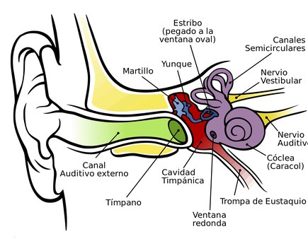 partes del oido