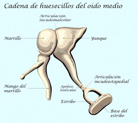 partes del oido huesecillos