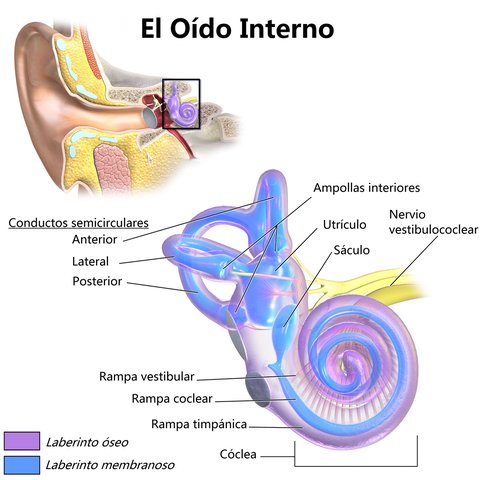 partes del oido interno