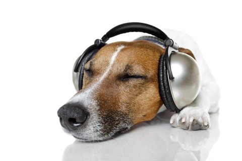 perro con cascos de musica