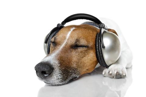 perro con cascos de musica