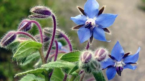 ¿ de dónde viene la expresión agua de borrajas? ¿ qué significa?