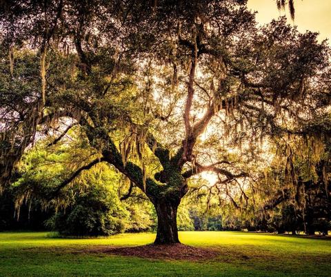 significado arbol de la vida