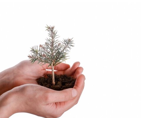 simbolo arbol de la vida