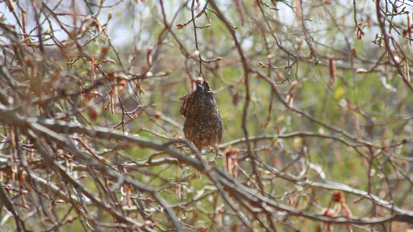 aves ucrania nidos fibra optica