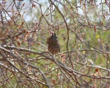 aves ucrania nidos fibra optica