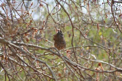 aves ucrania nidos fibra optica