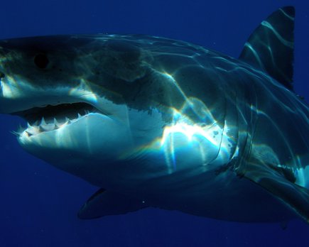 un estudio confirma que los tiburones blancos temen a las orcas