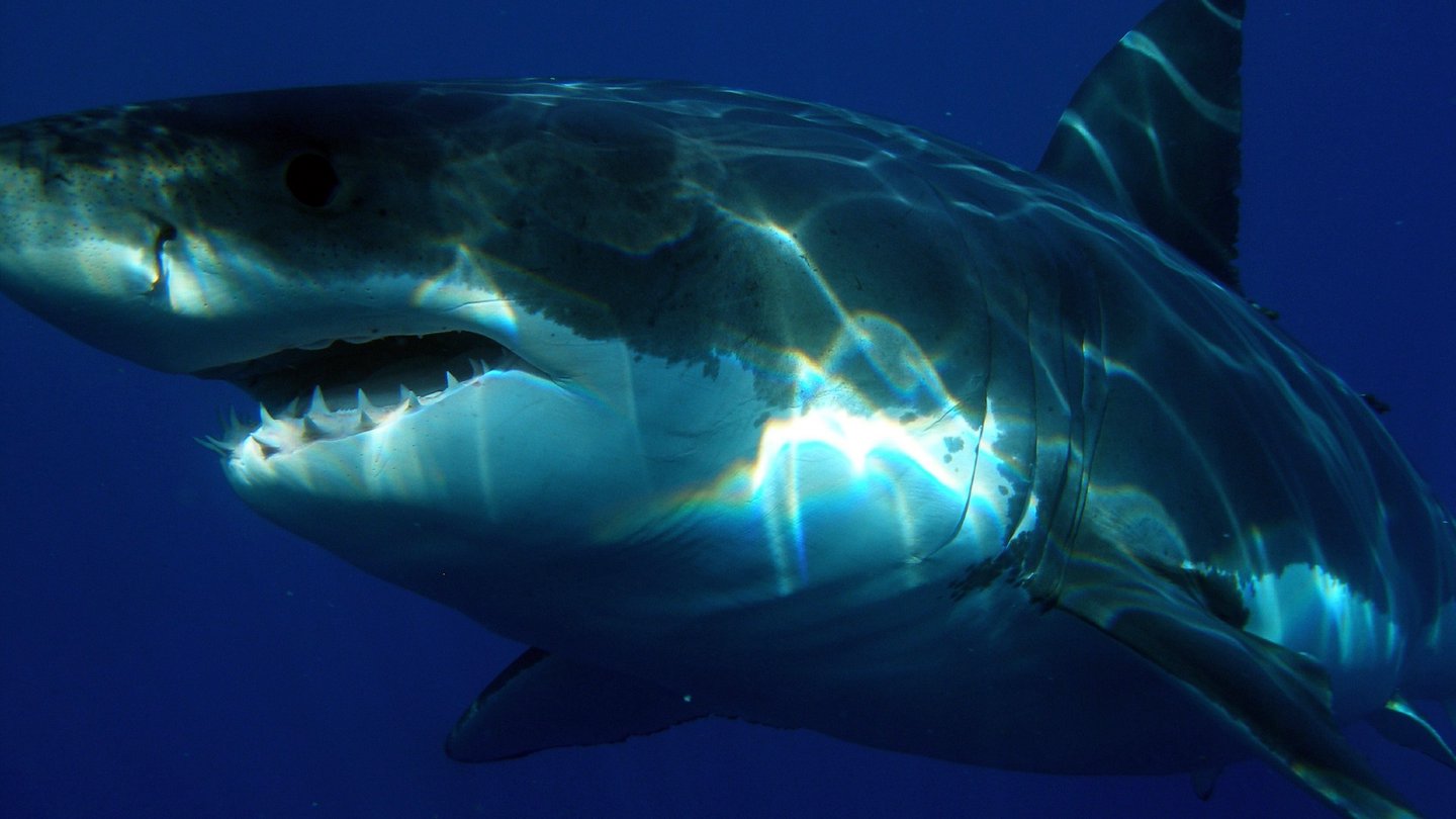 estudio confirma tiburones blancos temen orcas