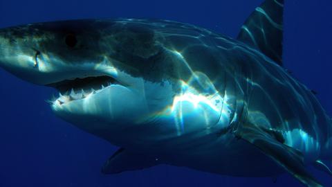 un estudio confirma que los tiburones blancos temen a las orcas