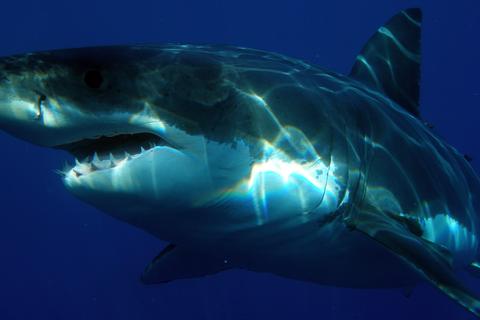estudio confirma tiburones blancos temen orcas