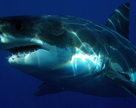 un estudio confirma que los tiburones blancos temen a las orcas