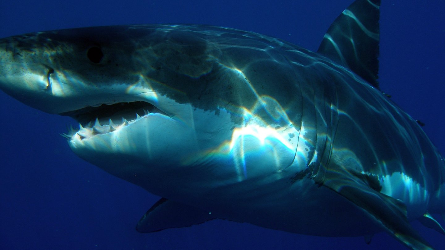 estudio confirma tiburones blancos temen orcas