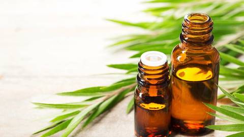 los 6 mejores aceites del árbol de té de 2023 ¿ con cuál quedarse?