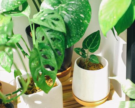 el aceite de neem de mercadona sus propiedades y usos