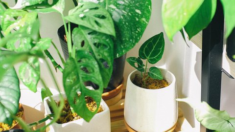 el aceite de neem de mercadona sus propiedades y usos