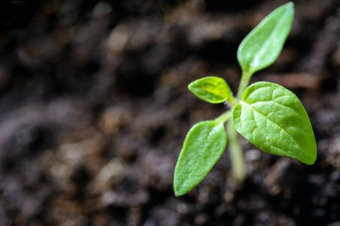 aceite neem mercadona