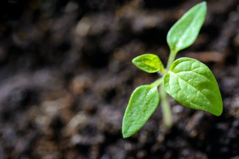 aceite neem mercadona