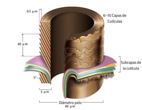 cuticula pelo estructura