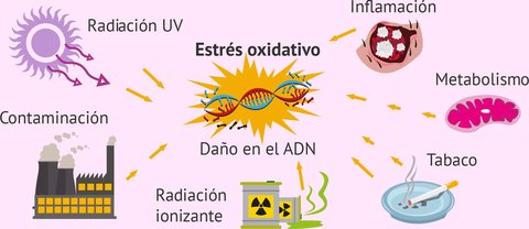 estres oxidativo