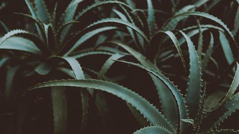 gel aloe