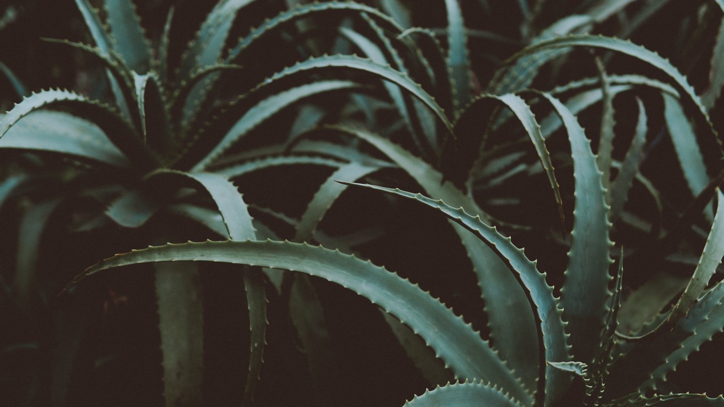 gel aloe