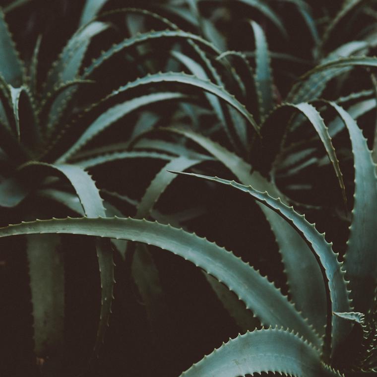 gel aloe