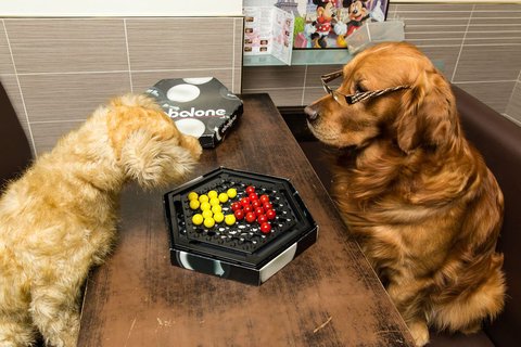 juego de mesa abalone
