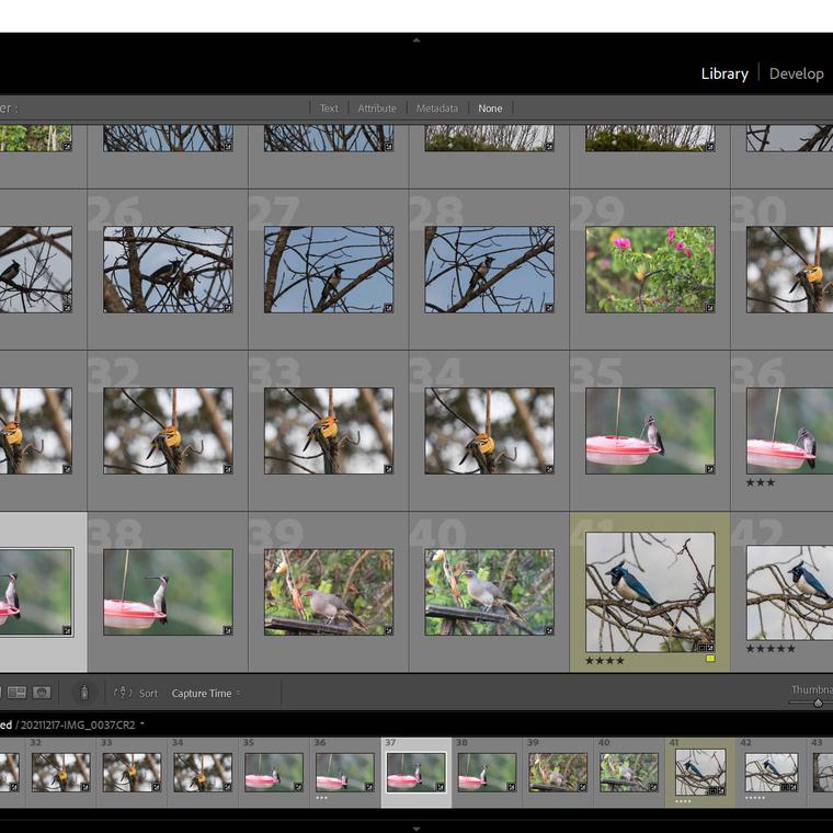 alternativas a adobe lightroom
