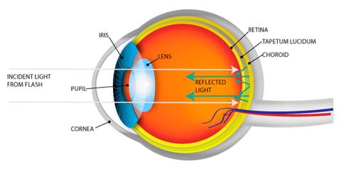 ojos rojos