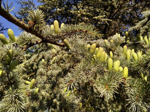 motorola moto g5s plus fotografia 7