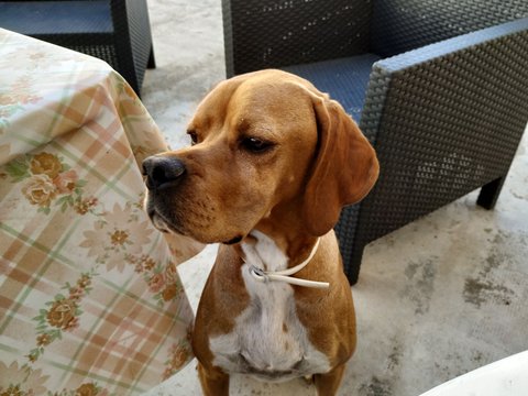 prueba camara xioami mi a2 perro