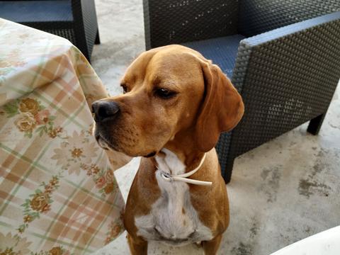 prueba camara xioami mi a2 perro