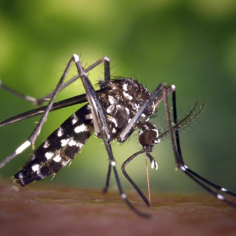 como prevenir picaduras de mosquito