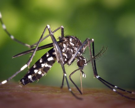 cómo prevenir o evitar las picaduras de mosquito