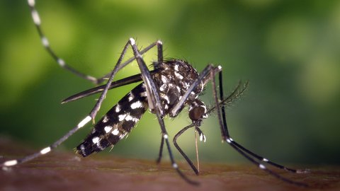 cómo prevenir o evitar las picaduras de mosquito