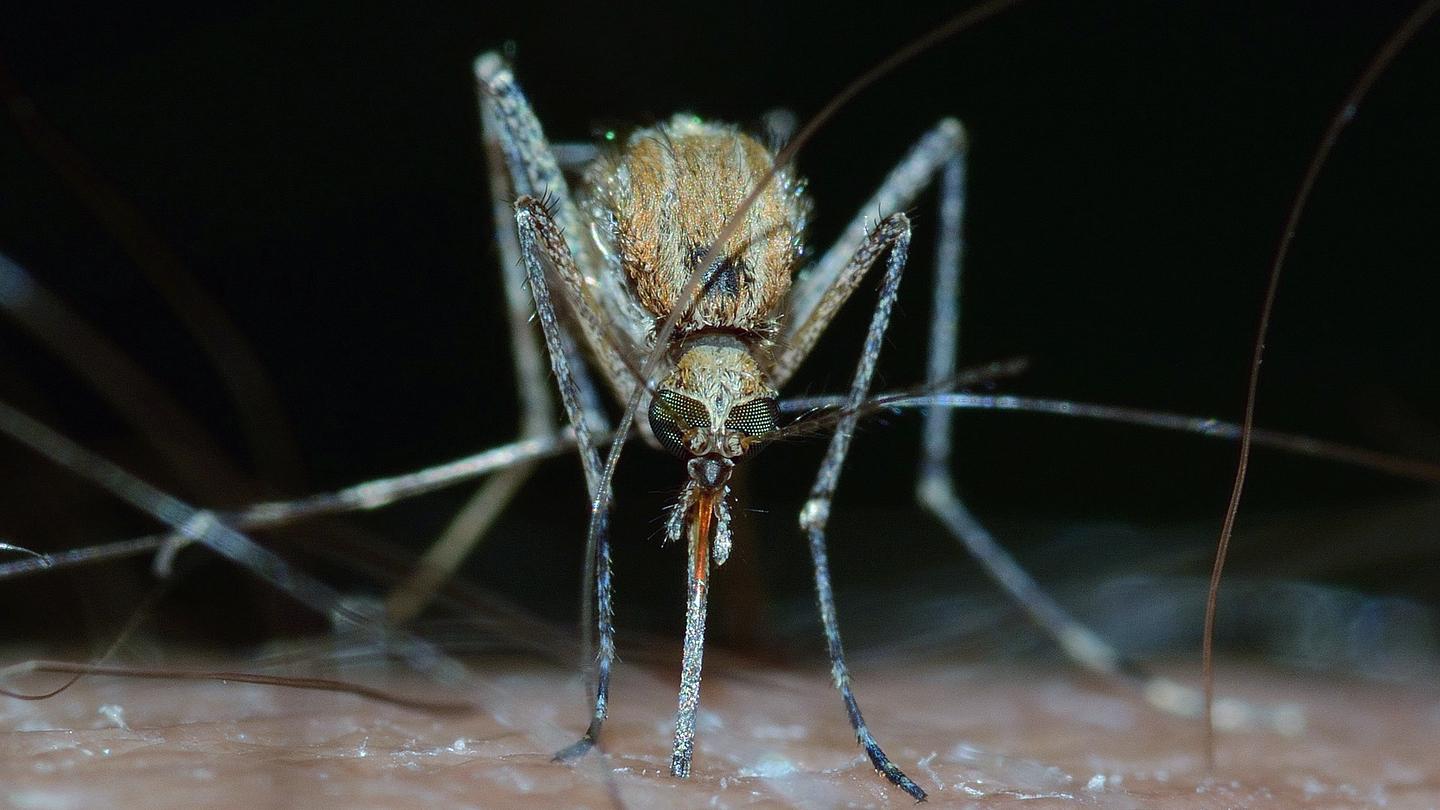 datos cifras mitos paludismo