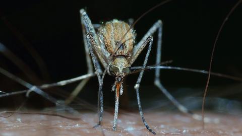 datos, cifras y mitos sobre la malaria