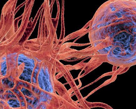 el descubrimiento del ec a d n podría revolucionar la investigación del cáncer