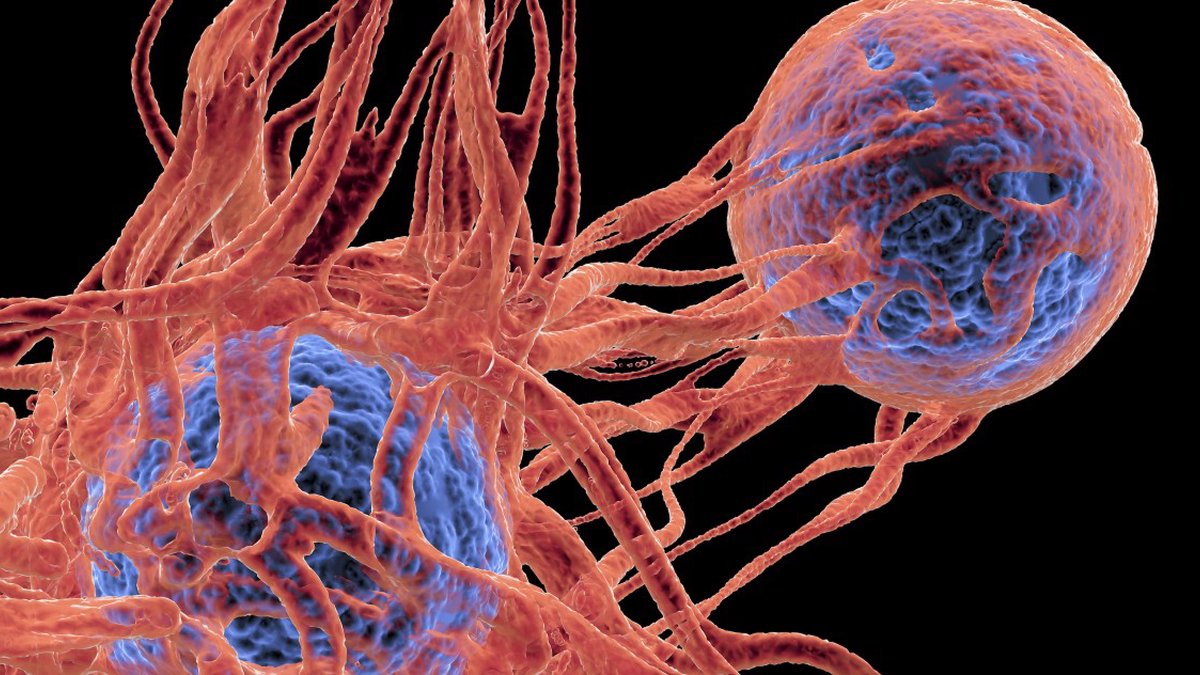descubrimiento del ecadn podria revolucionar investigacion cancer