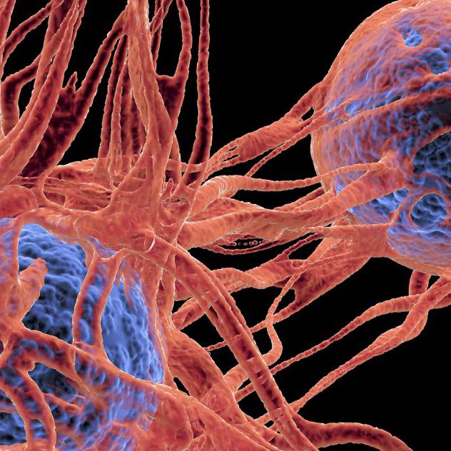 descubrimiento del ecadn podria revolucionar investigacion cancer