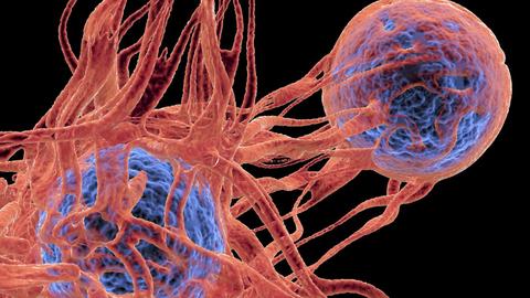 descubrimiento del ecadn podria revolucionar investigacion cancer