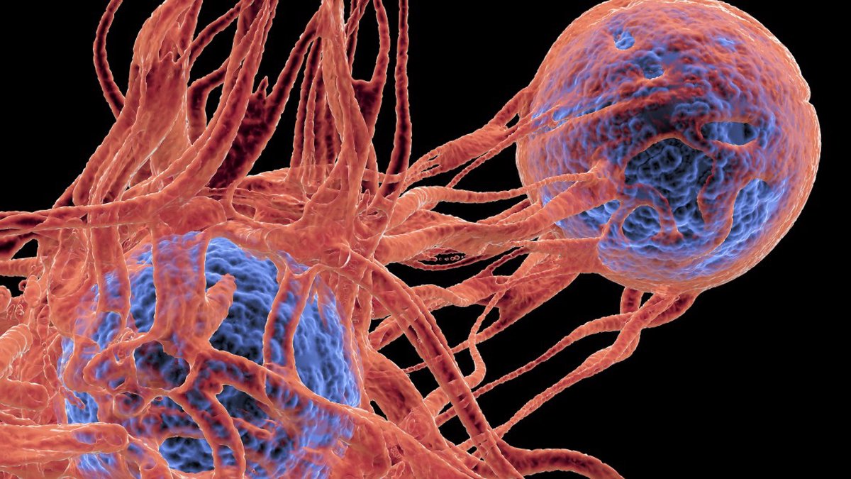 descubrimiento del ecadn podria revolucionar investigacion cancer